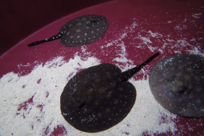 Loro Parque cría por primera vez rayas de agua dulce ‘Potamotrygon Leopoldi’