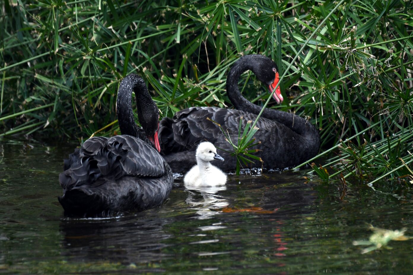 Nace un cisne negro en el Lago Thai de Loro Parque