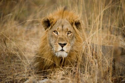 Loro Parque: compromiso con la conservación de los leones