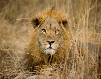 Loro Parque: compromiso con la conservación  de los leones