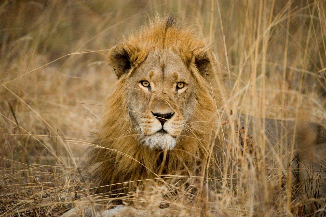 Loro Parque: compromiso con la conservación  de los leones