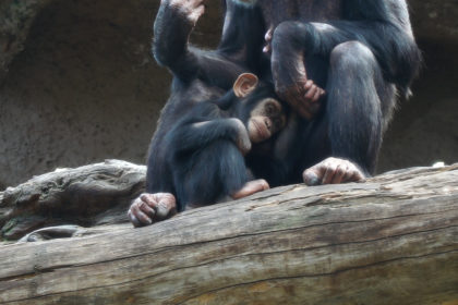 La cría de chimpancé ‘Happy’ celebra su primer  cumpleaños en Loro Parque