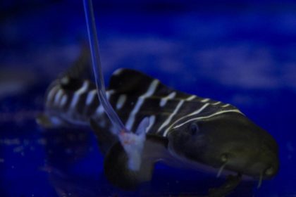 Loro Parque muestra a sus visitantes el primer tiburón cebra nacido en un acuario en España