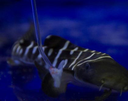 Loro Parque muestra a sus visitantes el primer tiburón cebra nacido en un acuario en España