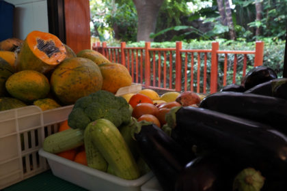Loro Parque introduce nuevos frutos tropicales a sus cultivos ecológicos