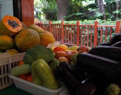 Loro Parque introduce nuevos frutos tropicales a sus cultivos ecológicos